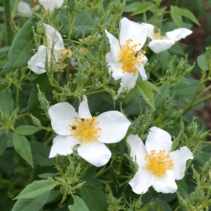 Single Musk Rose (Rosa moschata) - Monticello Shop