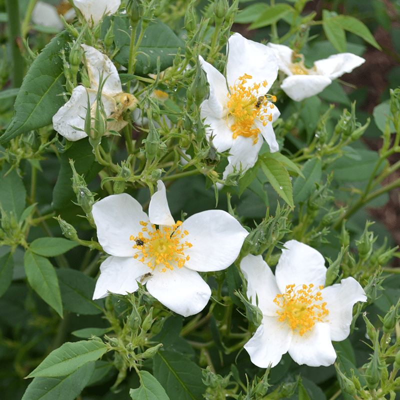 Single Musk Rose (Rosa moschata) - Monticello Shop
