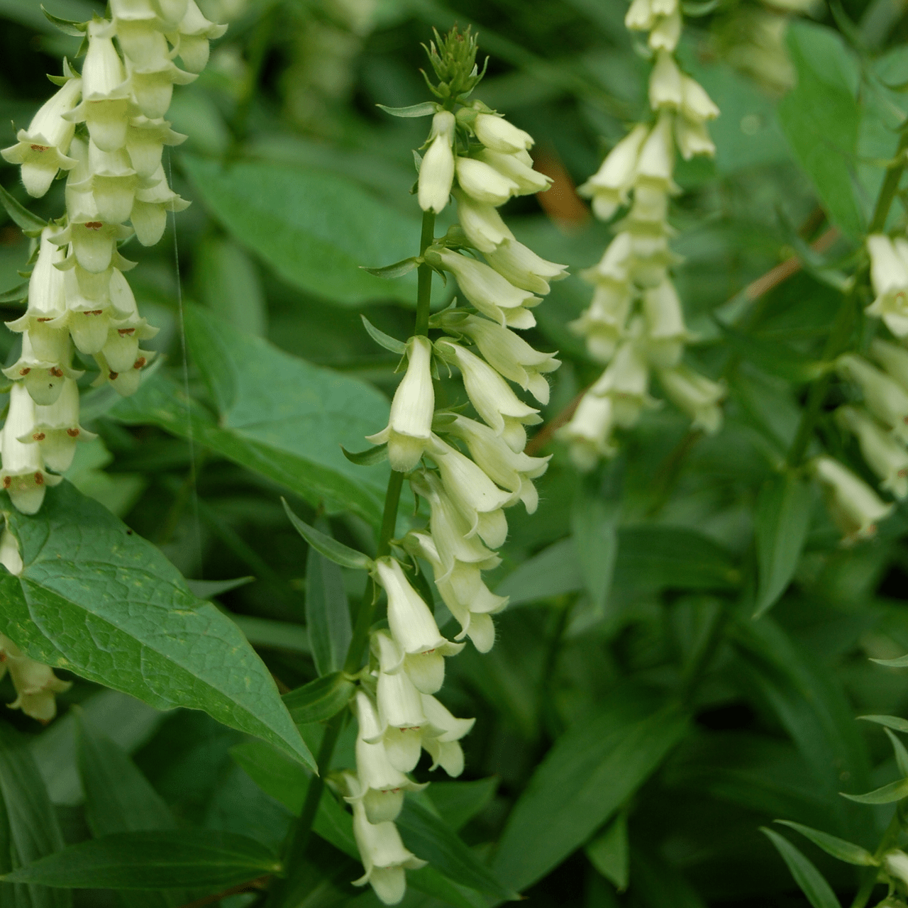 Small Yellow Foxglove (Digitalis lutea) – Monticello Shop