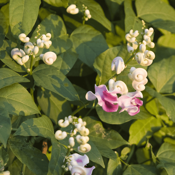 Snail Flower (Vigna caracalla) - Monticello Shop