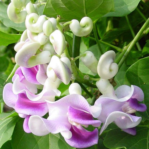 snail seed plant Snail Flower (Vigna caracalla) – Monticello Shop