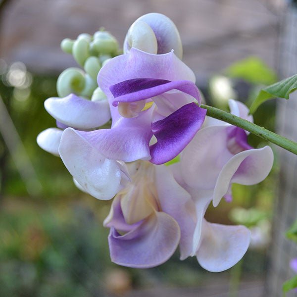 Snail Flower (Vigna caracalla) - Monticello Shop