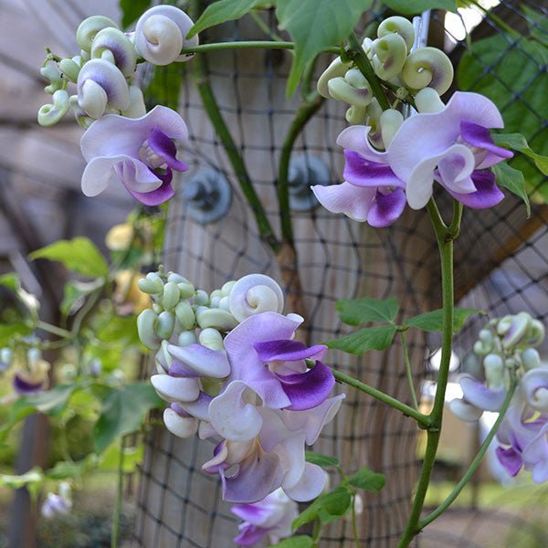 Snail Flower (Vigna caracalla) - Monticello Shop