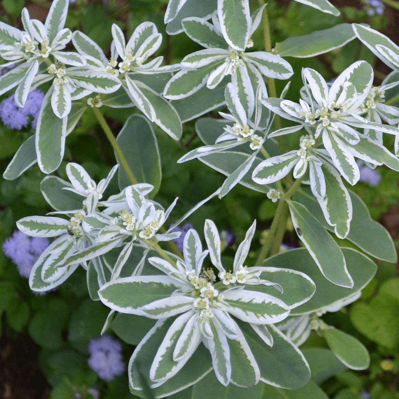 snow plant seeds Snow-on-the-Mountain Seeds (Euphorbia marginata)