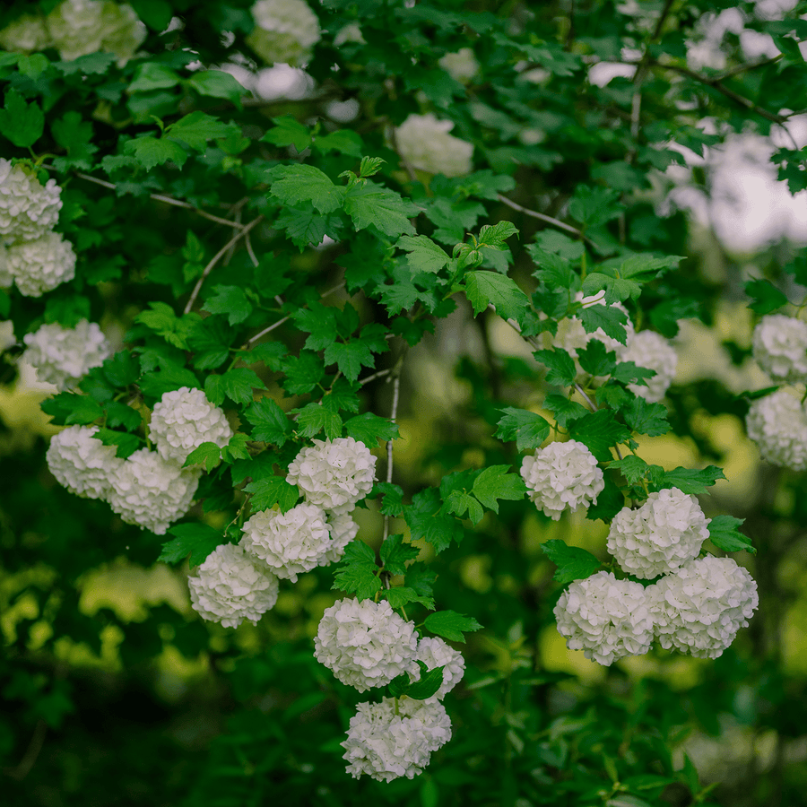 Snowball Bush (Viburnum opulus roseum) - Monticello Shop