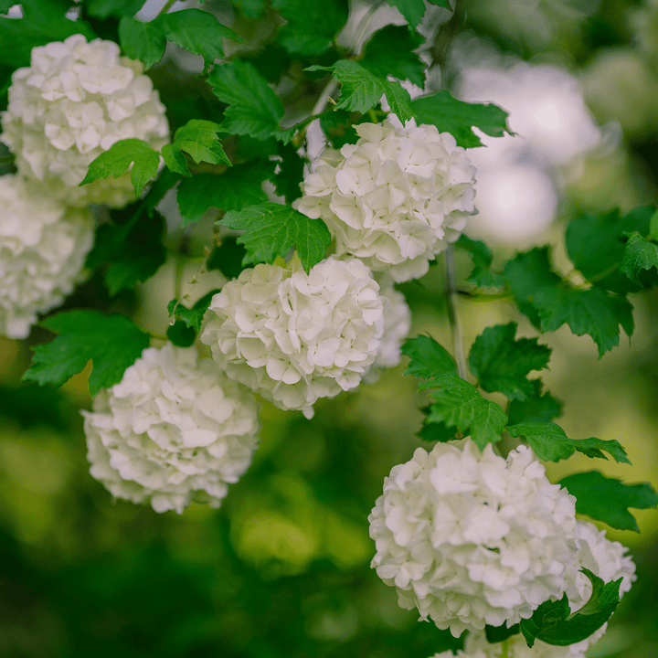Snowball Bush (Viburnum opulus roseum) - Monticello Shop