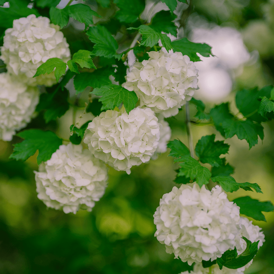 Snowball Bush (Viburnum opulus roseum) - Monticello Shop