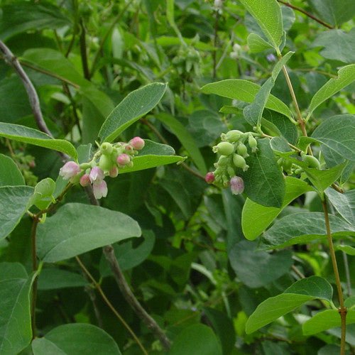 Snowberry (Symphoricarpos albus) - Monticello Shop
