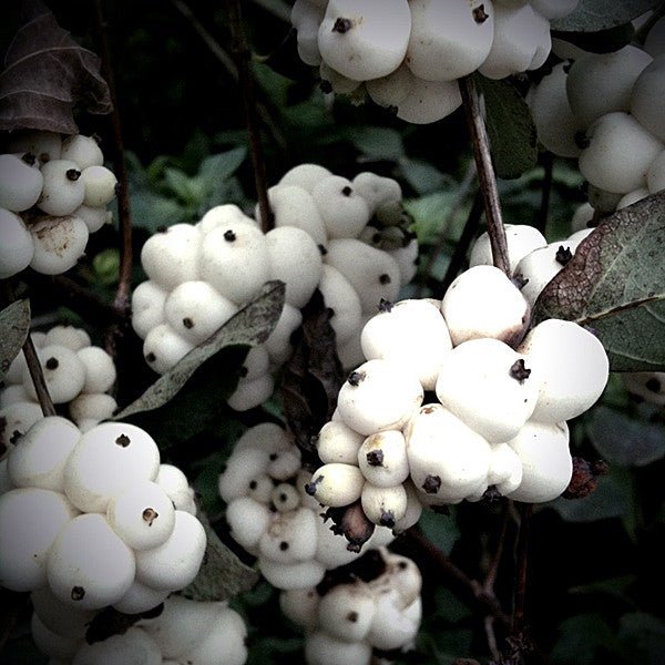 Snowberry (Symphoricarpos albus) - Monticello Shop