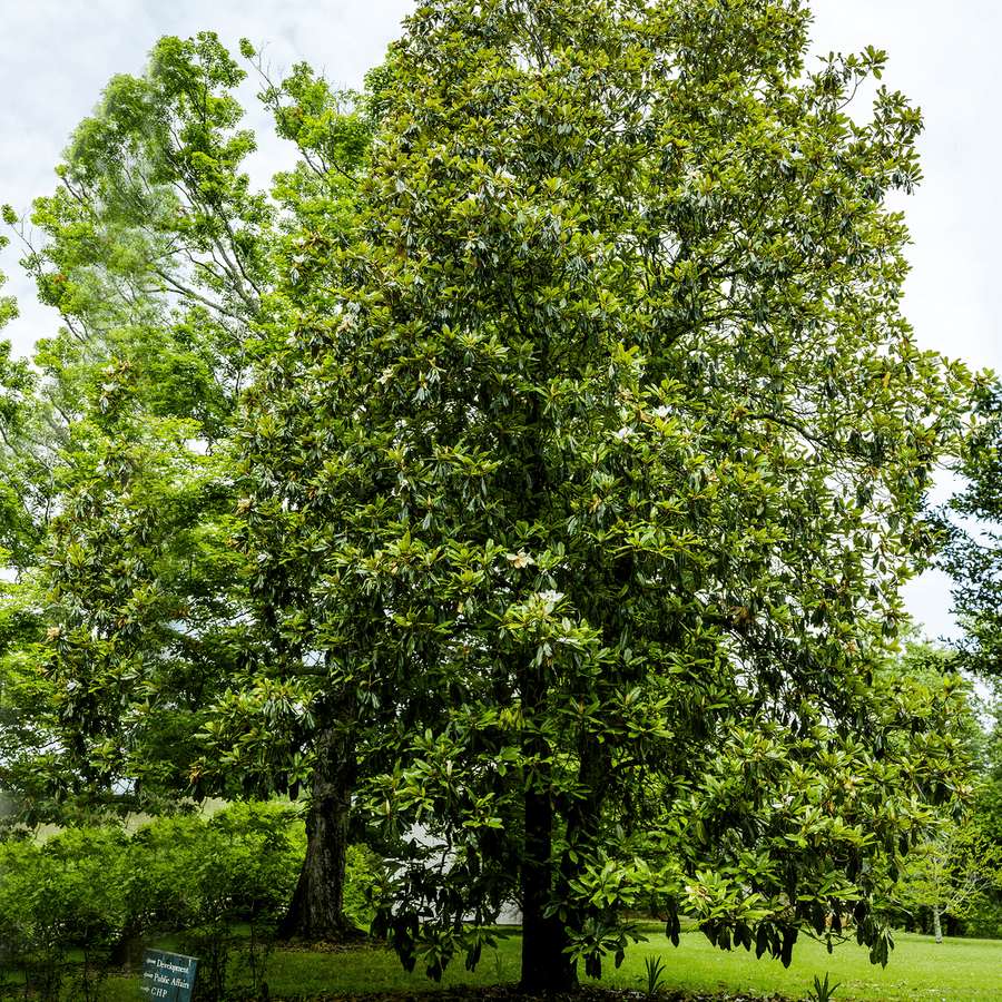 Southern Magnolia (Magnolia grandiflora) - Monticello Shop