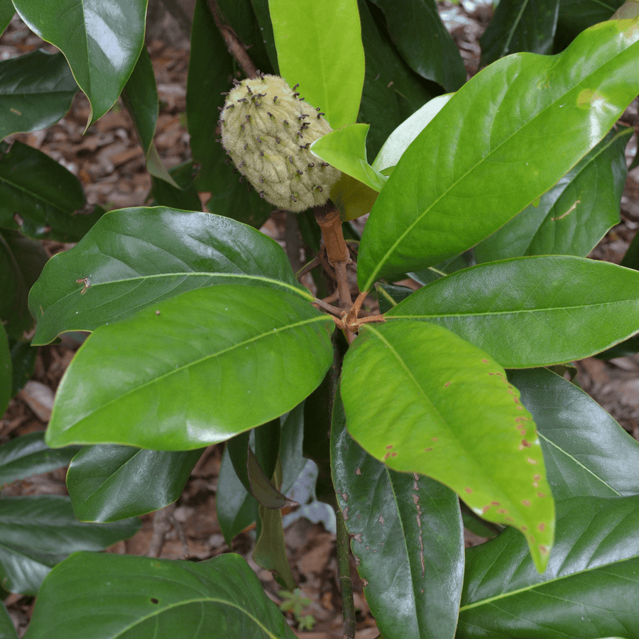 Southern Magnolia (Magnolia grandiflora) - Monticello Shop