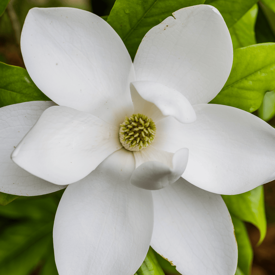 Southern Magnolia (Magnolia grandiflora) - Monticello Shop