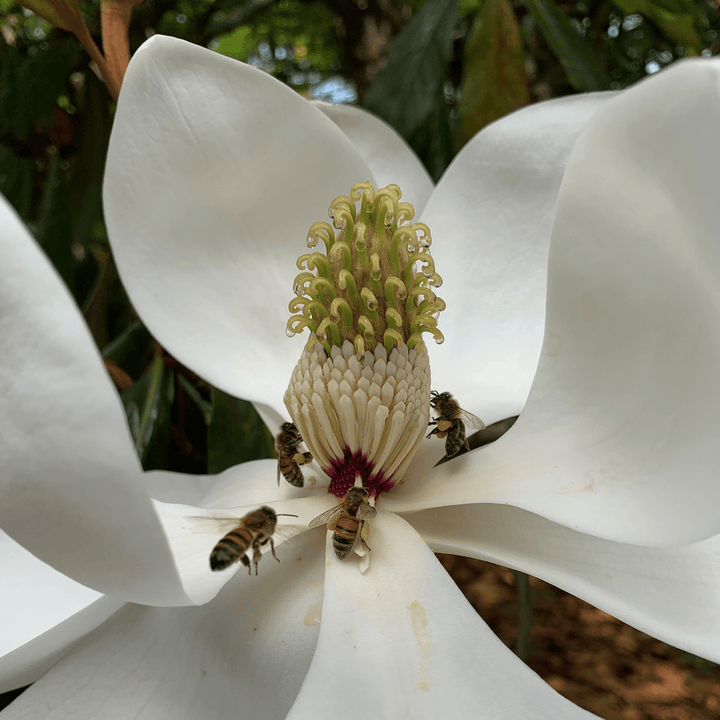 Southern Magnolia (Magnolia grandiflora) - Monticello Shop