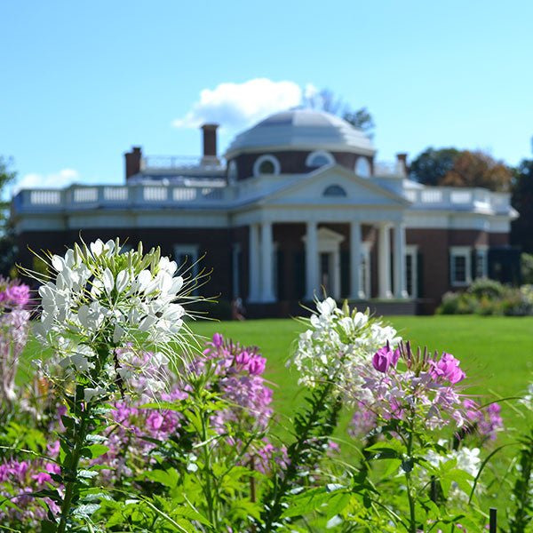 Spider Flower Seeds (Cleome hasslerana) - Monticello Shop