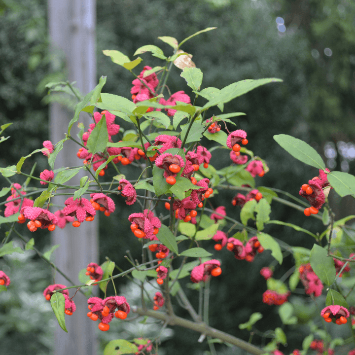 Strawberry Bush (Euonymus americanus) - Monticello Shop
