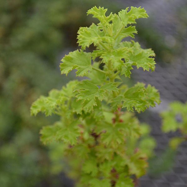 Strawberry - scented Geranium (Pelargonium x scarboroviae) - Monticello Shop