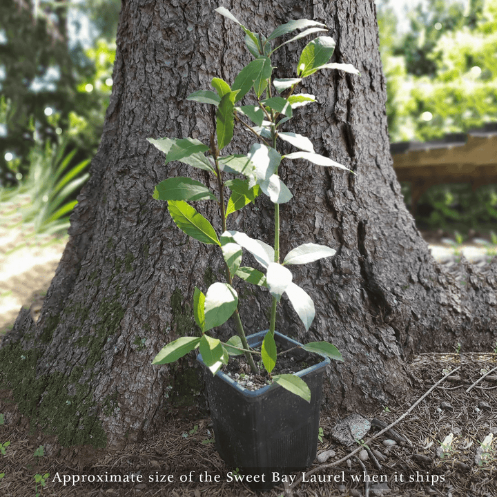 Sweet Bay Laurel (Laurus nobilis) - Monticello Shop