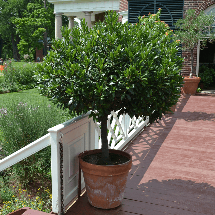 Sweet Bay Laurel (Laurus nobilis) - Monticello Shop