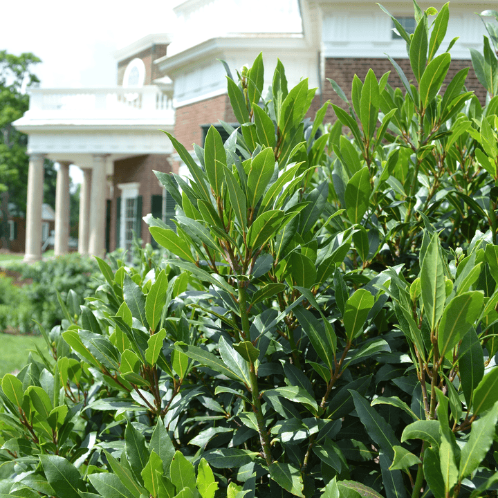 Sweet Bay Laurel (Laurus nobilis) - Monticello Shop