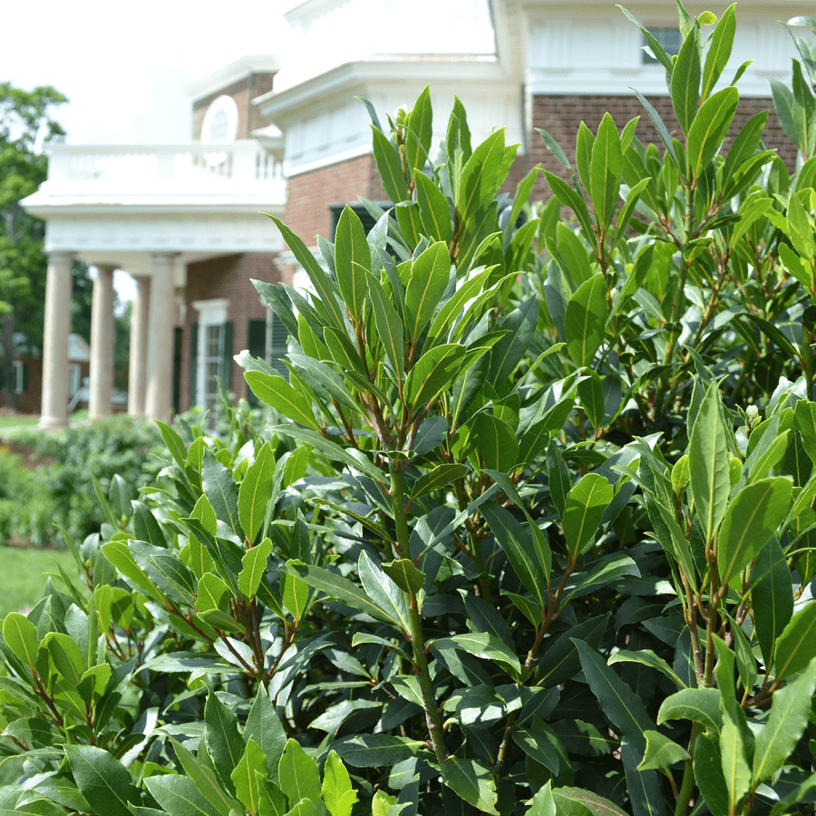 Sweet Bay Laurel (Laurus nobilis) - Monticello Shop