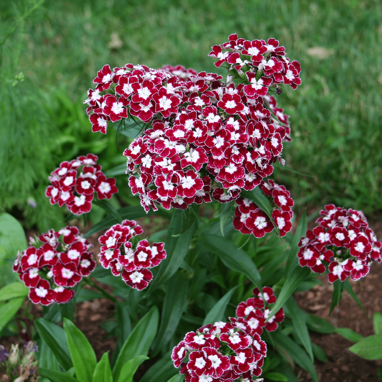 Sweet William (Dianthus barbatus)
