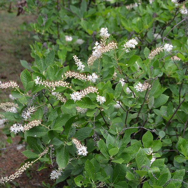 Sweetpepper Bush; Summersweet (Clethra alnifolia) - Monticello Shop