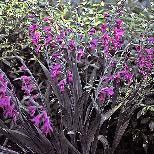 Sword Flag or Corn Flag (Gladiolus communis ssp. byzantinus) - Monticello Shop
