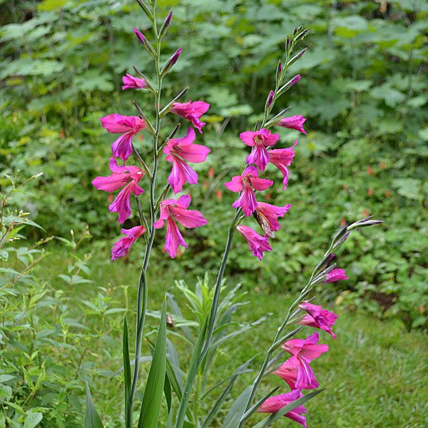 Sword Flag or Corn Flag (Gladiolus communis ssp. byzantinus) - Monticello Shop