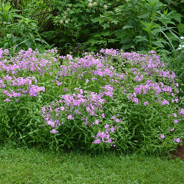 Sword - leaf Phlox (Phlox buckleyi) - Monticello Shop