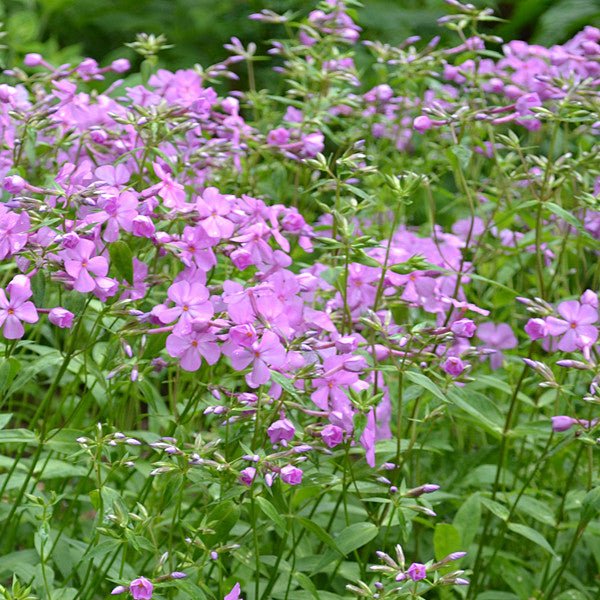Sword - leaf Phlox (Phlox buckleyi) - Monticello Shop
