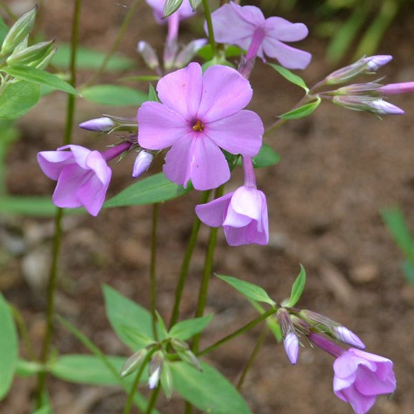 Sword - leaf Phlox (Phlox buckleyi) - Monticello Shop
