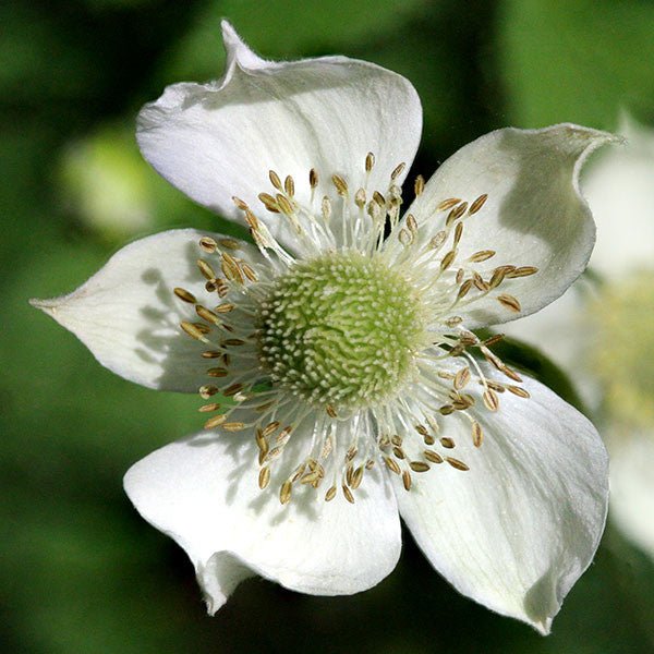 Tall Thimbleweed (Anemone virginiana) - Monticello Shop