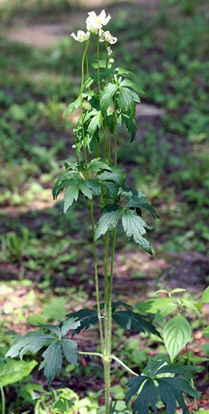 Tall Thimbleweed (Anemone virginiana) - Monticello Shop