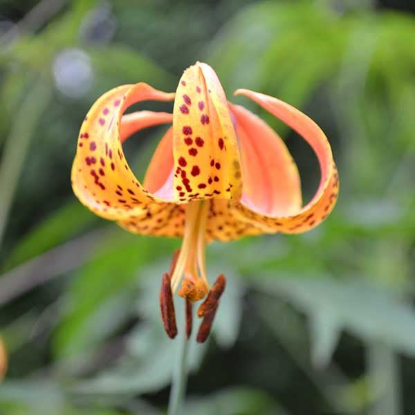 tiger lily vs turk's cap lily Turk's Cap Lily (Lilium superbum)
