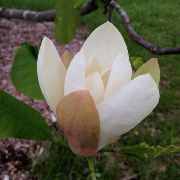 Umbrella Magnolia (Magnolia tripetala) - Monticello Shop