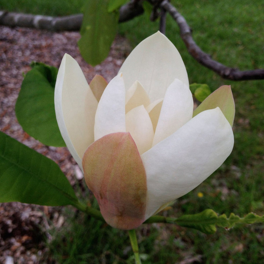 Umbrella Magnolia (Magnolia tripetala) - Monticello Shop
