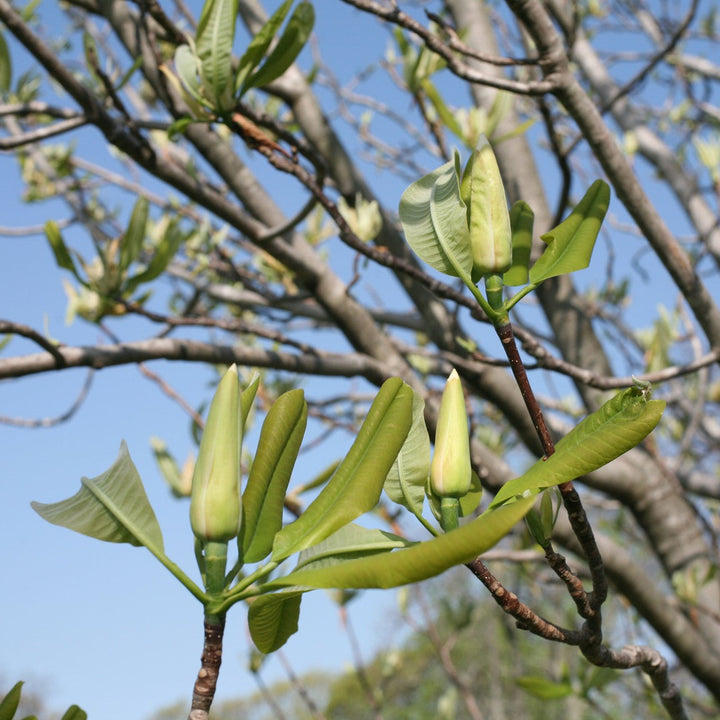 Umbrella Magnolia (Magnolia tripetala) - Monticello Shop