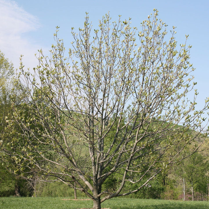 Umbrella Magnolia (Magnolia tripetala) - Monticello Shop