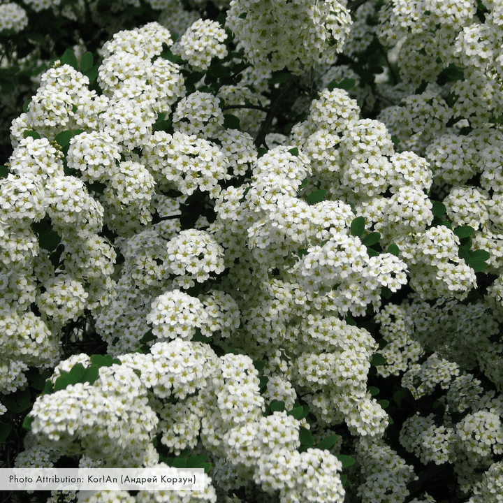 Vanhoutte Spirea (Spiraea x vanhouttei) - Monticello Shop