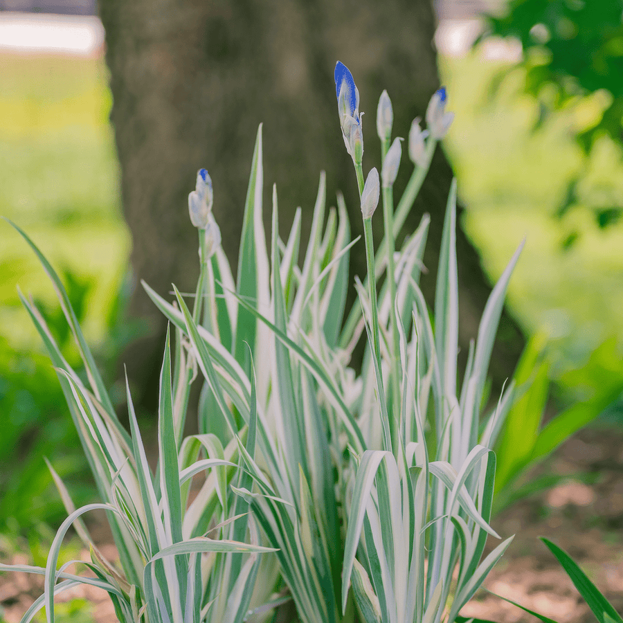Variegated Sweet Iris (Iris pallida 'Variegata') - Monticello Shop