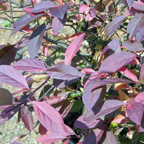 Virginia Sweetspire (Itea virginica) - Monticello Shop