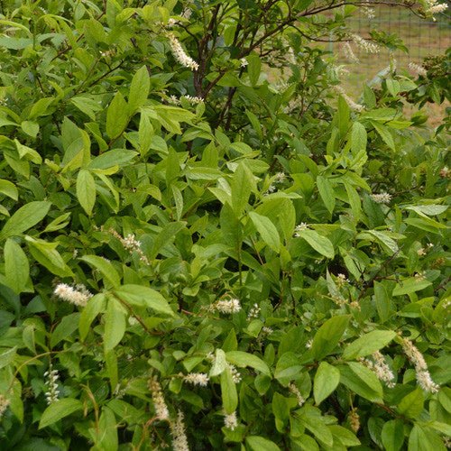 Virginia Sweetspire (Itea virginica) - Monticello Shop