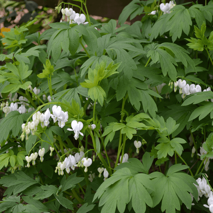 White Bleeding Heart (Dicentra spectabilis 'Alba') - Monticello Shop