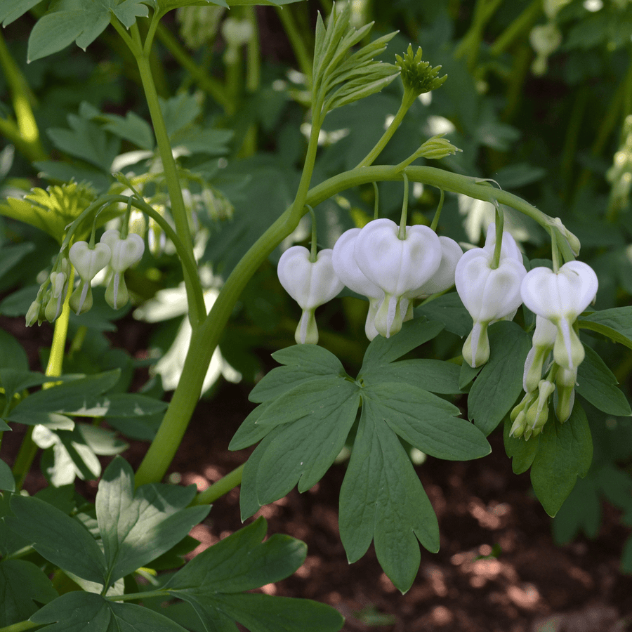 White Bleeding Heart (Dicentra spectabilis 'Alba') - Monticello Shop