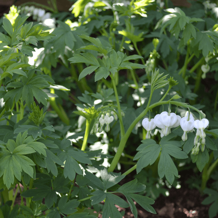 White Bleeding Heart (Dicentra spectabilis 'Alba') - Monticello Shop