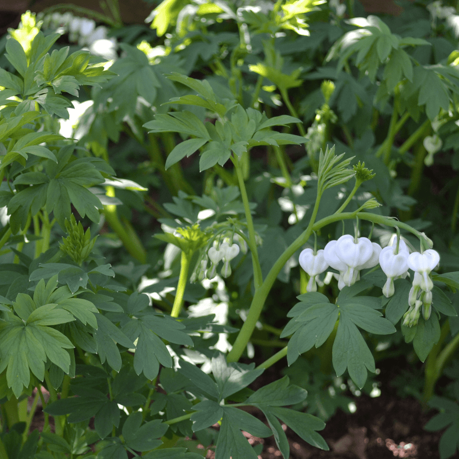 White Bleeding Heart (Dicentra spectabilis 'Alba') - Monticello Shop