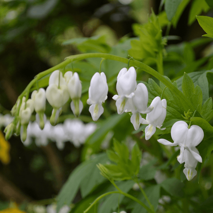 White Bleeding Heart (Dicentra spectabilis 'Alba') - Monticello Shop
