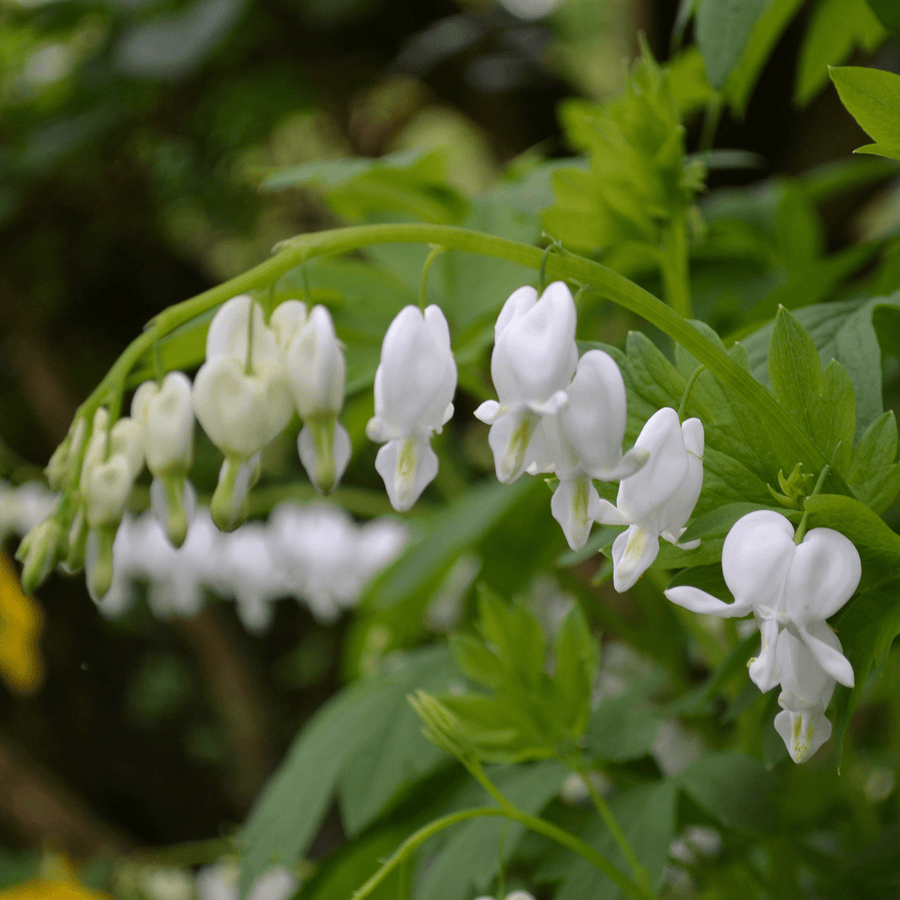White Bleeding Heart (Dicentra spectabilis 'Alba') - Monticello Shop