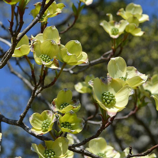 White Flowering Dogwood (Cornus florida) - Monticello Shop