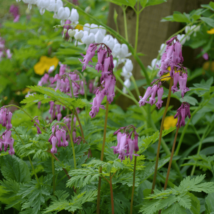 Wild Bleeding Heart (Dicentra eximia) - Monticello Shop